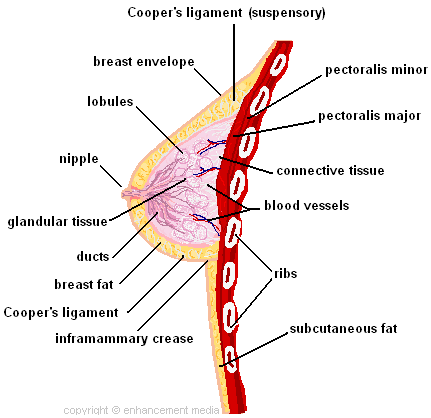 Breast Development Diagram