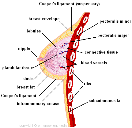 Female breast labelling Diagram